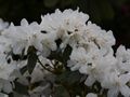 Rhododendron Dora Amateis-1 Różanecznik
